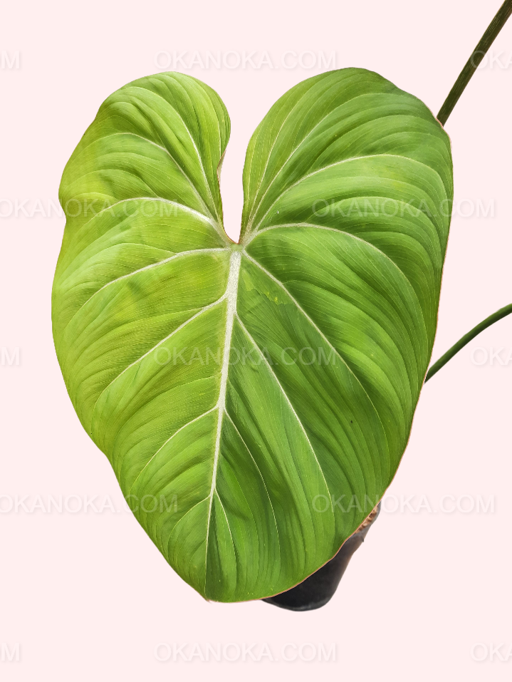 philodendron gloriosum size Philodendron Gloriosum Large Live Plant – Okanoka