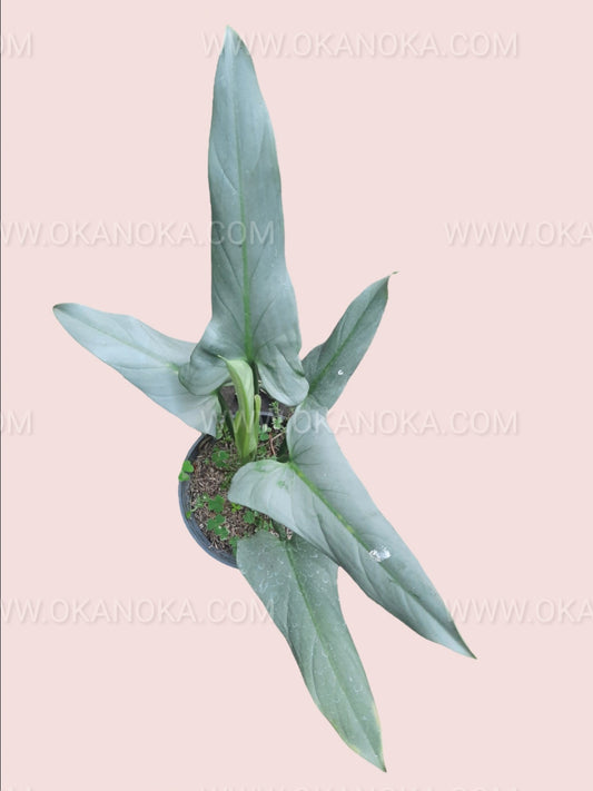 Close-up of silver elongated leaf of Philodendron Hastatum against a pink background.