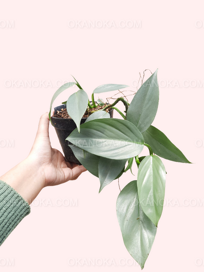 philodendron hastatum silvery blue Philodendron Hastatum Silver Sword