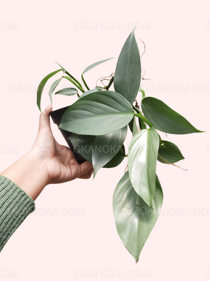 philodendron grey Philodendron Hastatum Silver Sword – Okanoka