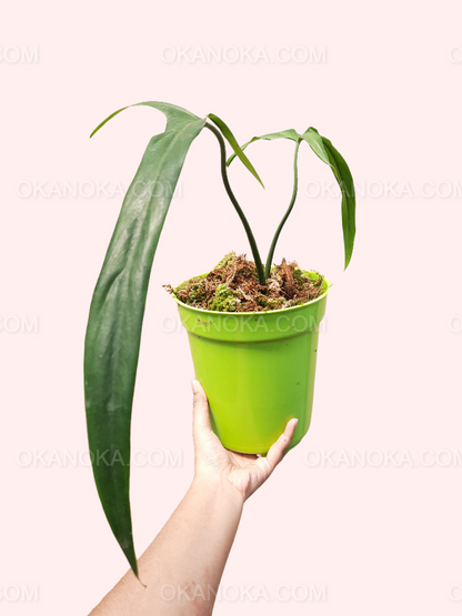 philodendron holtonianum mature Philodendron Holtonianum