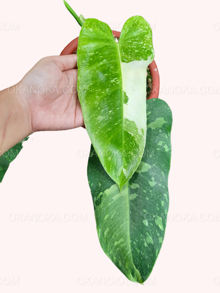 Close-up of variegated leaves of Philodendron Jose Buono highlighting cream and green patterns.