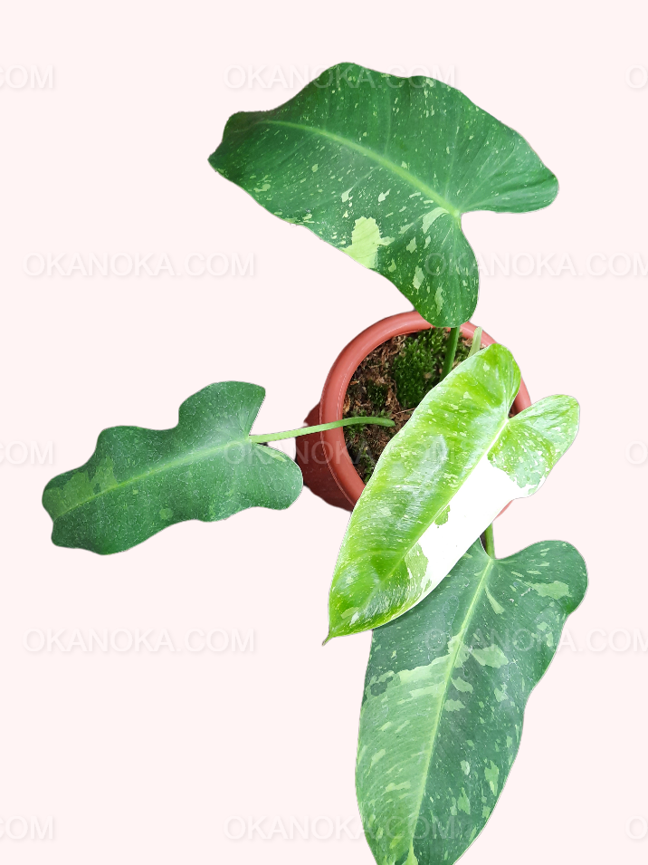 Top view of Philodendron Jose Buono showing symmetrical leaf arrangement and variegation.