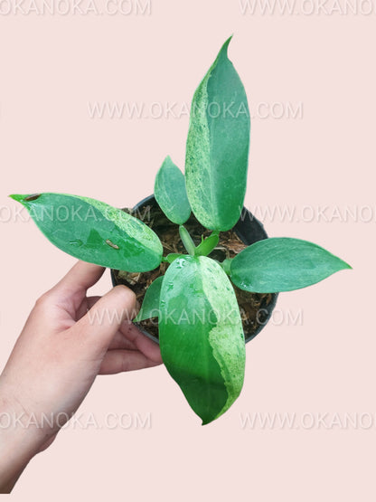 Philodendron Jose Buono Small Size with lush green leaves in a decorative pot