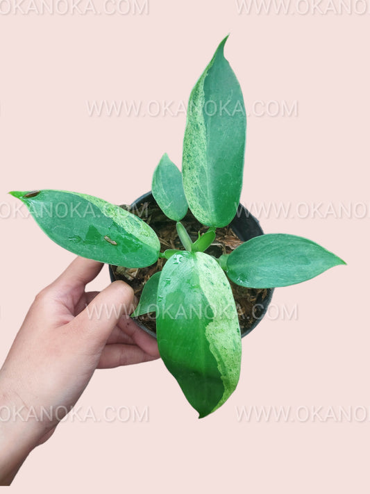 Philodendron Jose Buono Small Size with lush green leaves in a decorative pot