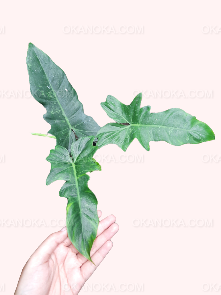 Top view of Philodendron Lime Fiddle showing lime-green variegated leaves held in hand.