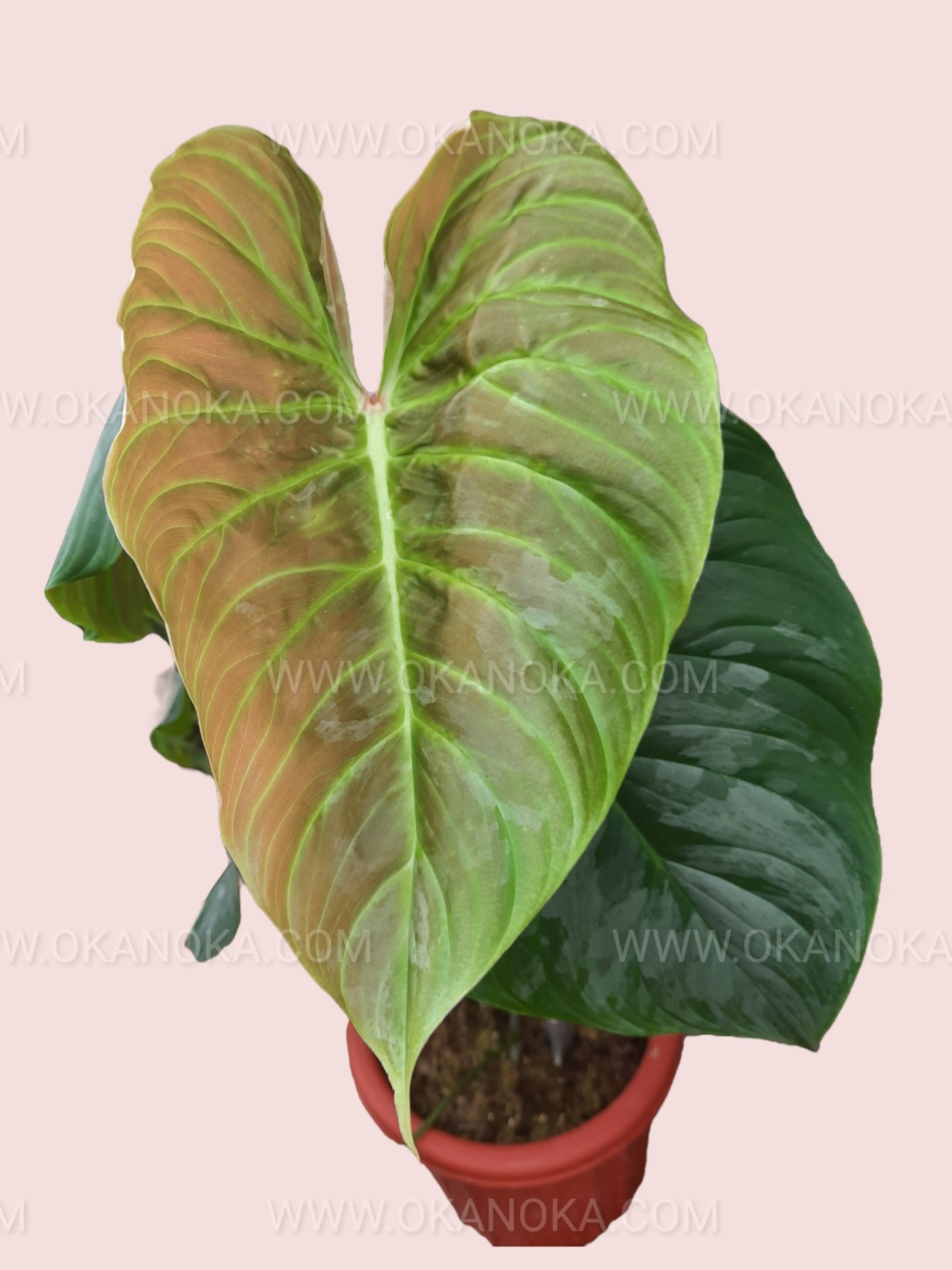Top view of Philodendron Majestic in pot showing symmetrical leaf arrangement.