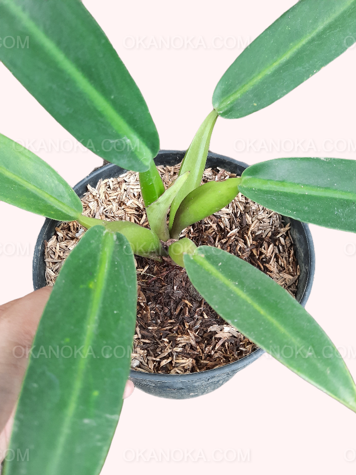 Close-up of elongated green leaves of Philodendron Martianum.