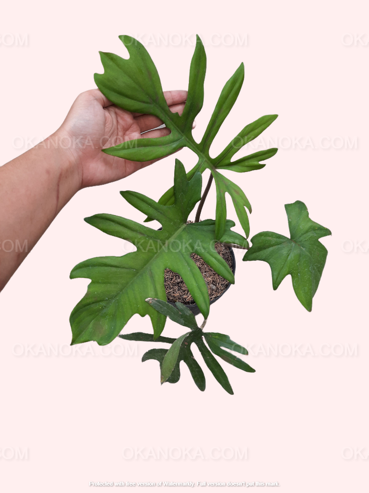 Top view of Philodendron Mayoi showing deeply lobed green leaves in a pot, ideal for indoor décor.