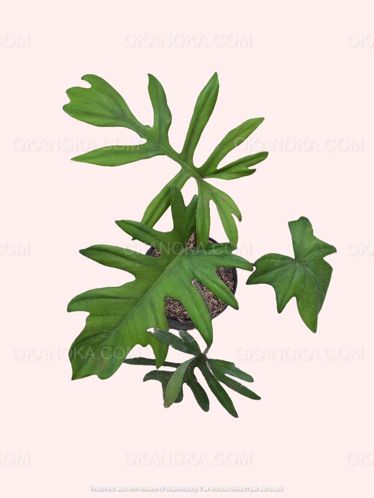 Hand holding Philodendron Mayoi highlighting glossy, uniquely shaped leaves and growth pattern.