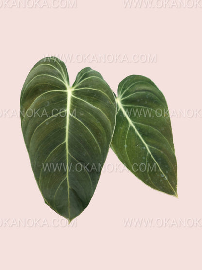 buy philodendron melanochrysum Philodendron Melanochrysum – Okanoka