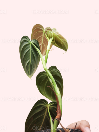 philodendron melanochrysum juvenile Philodendron Melanochrysum – Okanoka