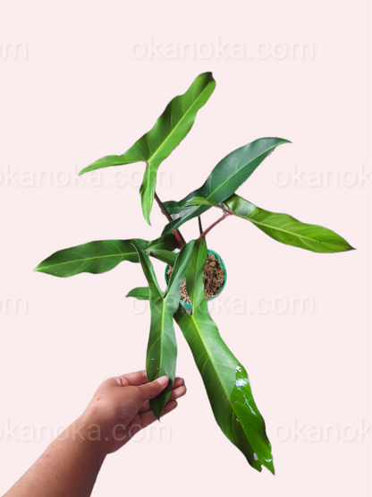 philodendron mexicanum price Philodendron Mexicanum