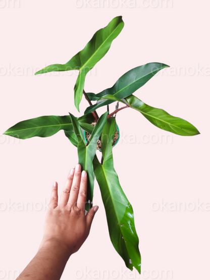 trilobed philodendron Philodendron Mexicanum – Okanoka
