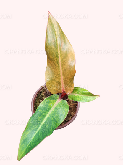 Top view of Philodendron Orange Marmalade showing vibrant orange-tinted new leaves.