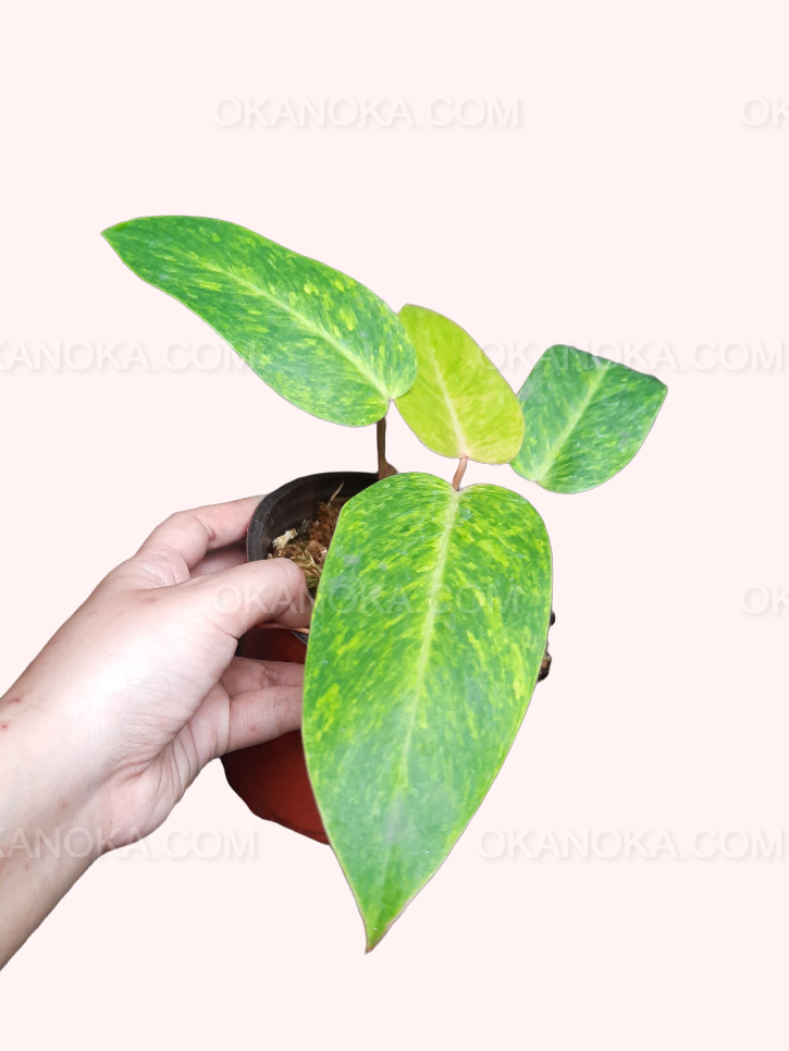 buy philodendron painted lady Philodendron Painted Lady – Okanoka