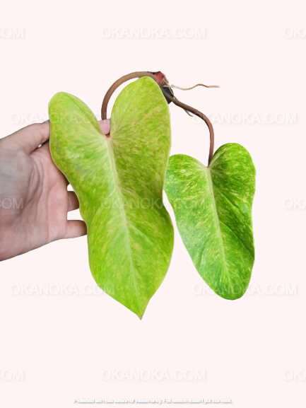 Hand holding Philodendron Painted Lady Medium showing vibrant green and yellow variegated leaves.