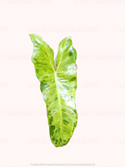 Close-up of Philodendron Paraiso Verde leaf showing subtle light-green veining patterns.