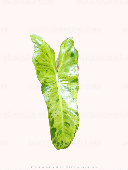 Close-up of Philodendron Paraiso Verde leaf showing subtle light-green veining patterns.