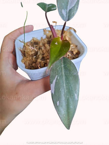 Philodendron Pink Princess tropical houseplant in hand, elongated green leaves with subtle pink tones