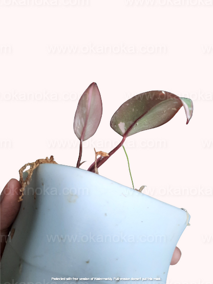 Small potted Philodendron Pink Princess live plant in light-colored pot, tropical houseplant with upright growth