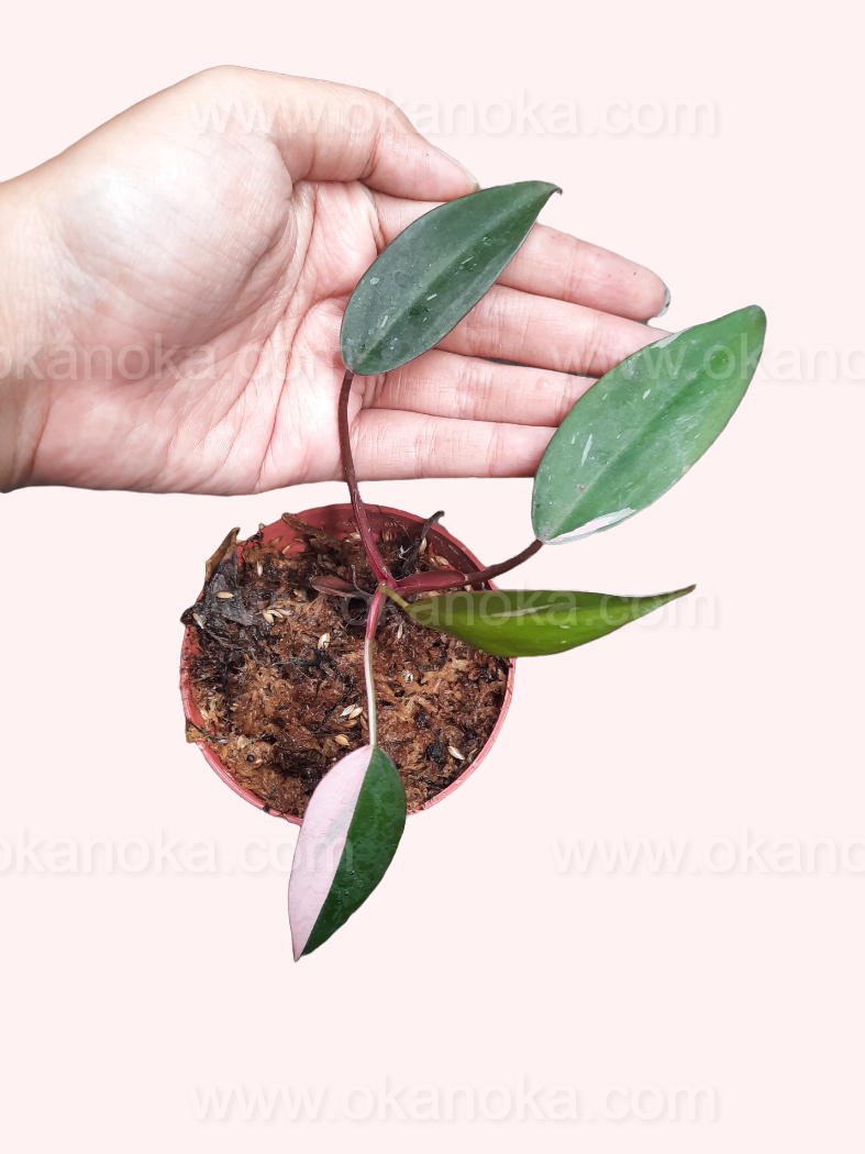 Hand holding Philodendron Pink Princess cutting, live tropical houseplant with fresh green leaf and young stem