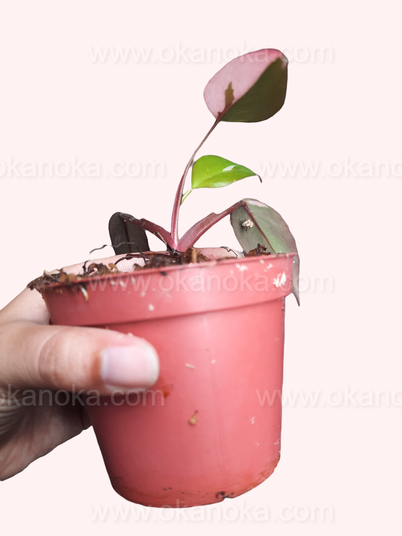 Philodendron Pink Princess live plant in pink nursery pot, tropical houseplant with compact juvenile foliage