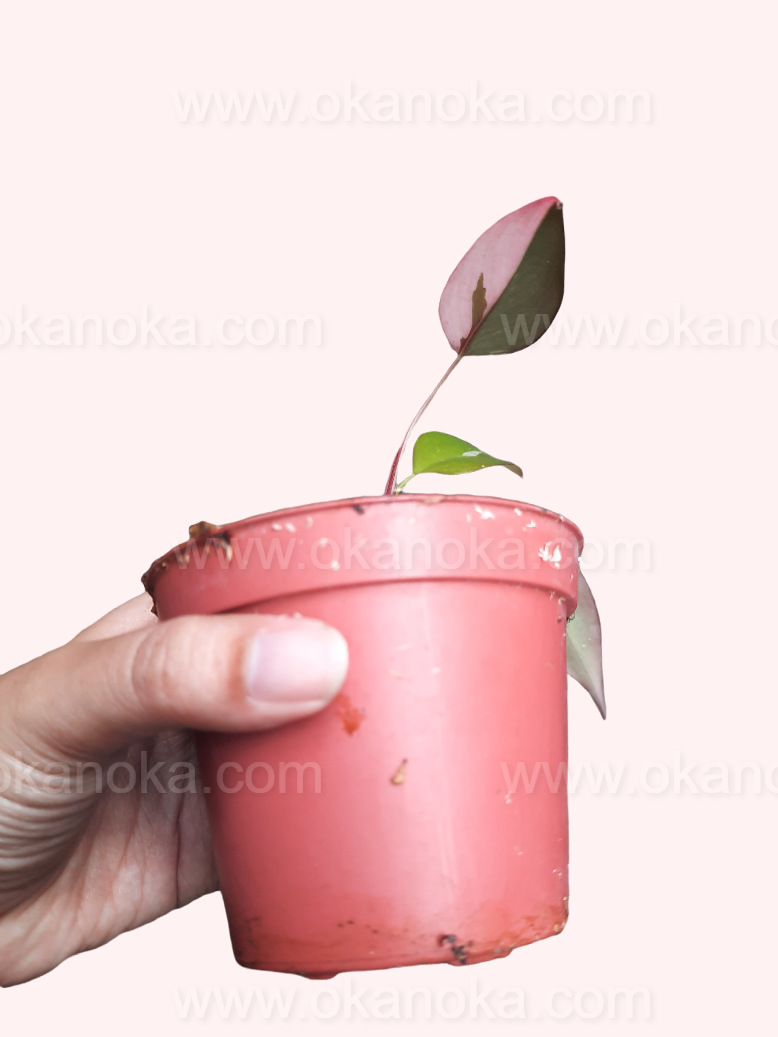 Close-up of Philodendron Pink Princess live plant in pink pot, tropical houseplant showing new growth and leaf texture