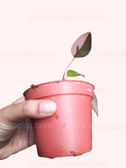 Close-up of Philodendron Pink Princess live plant in pink pot, tropical houseplant showing new growth and leaf texture