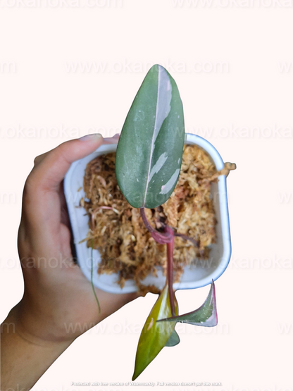 Hand holding Philodendron Pink Princess live plant with exposed roots, tropical houseplant showing healthy root structure