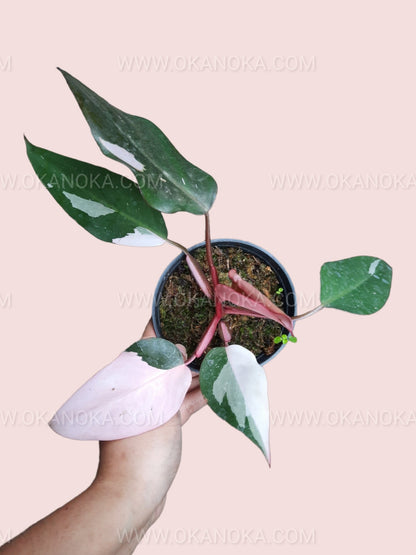 Top view of Philodendron Pink Princess Medium showing vibrant pink and green variegated leaves in a pot.