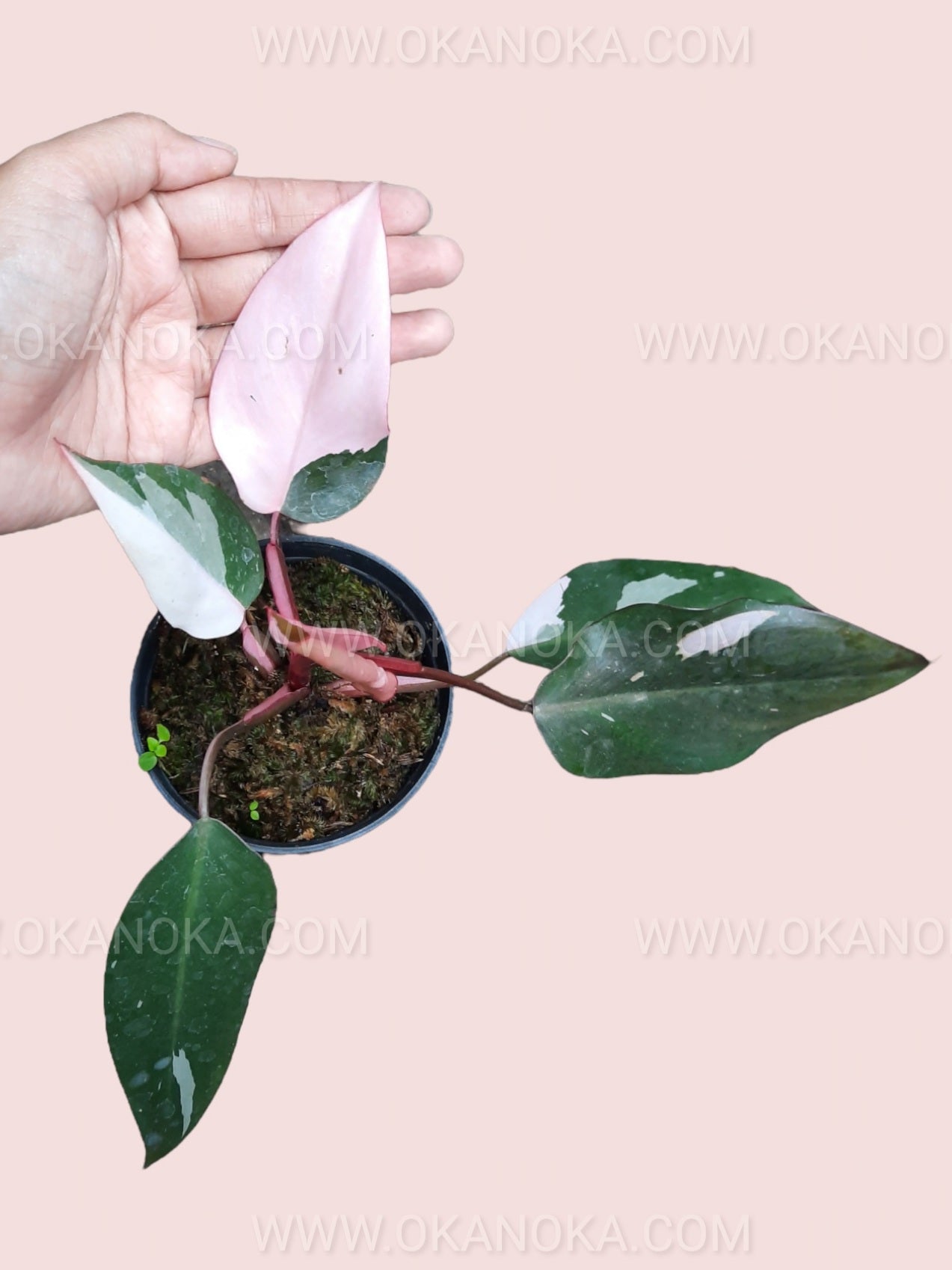 Close-up of Philodendron Pink Princess Medium leaf variegation highlighting pink patches on green foliage.