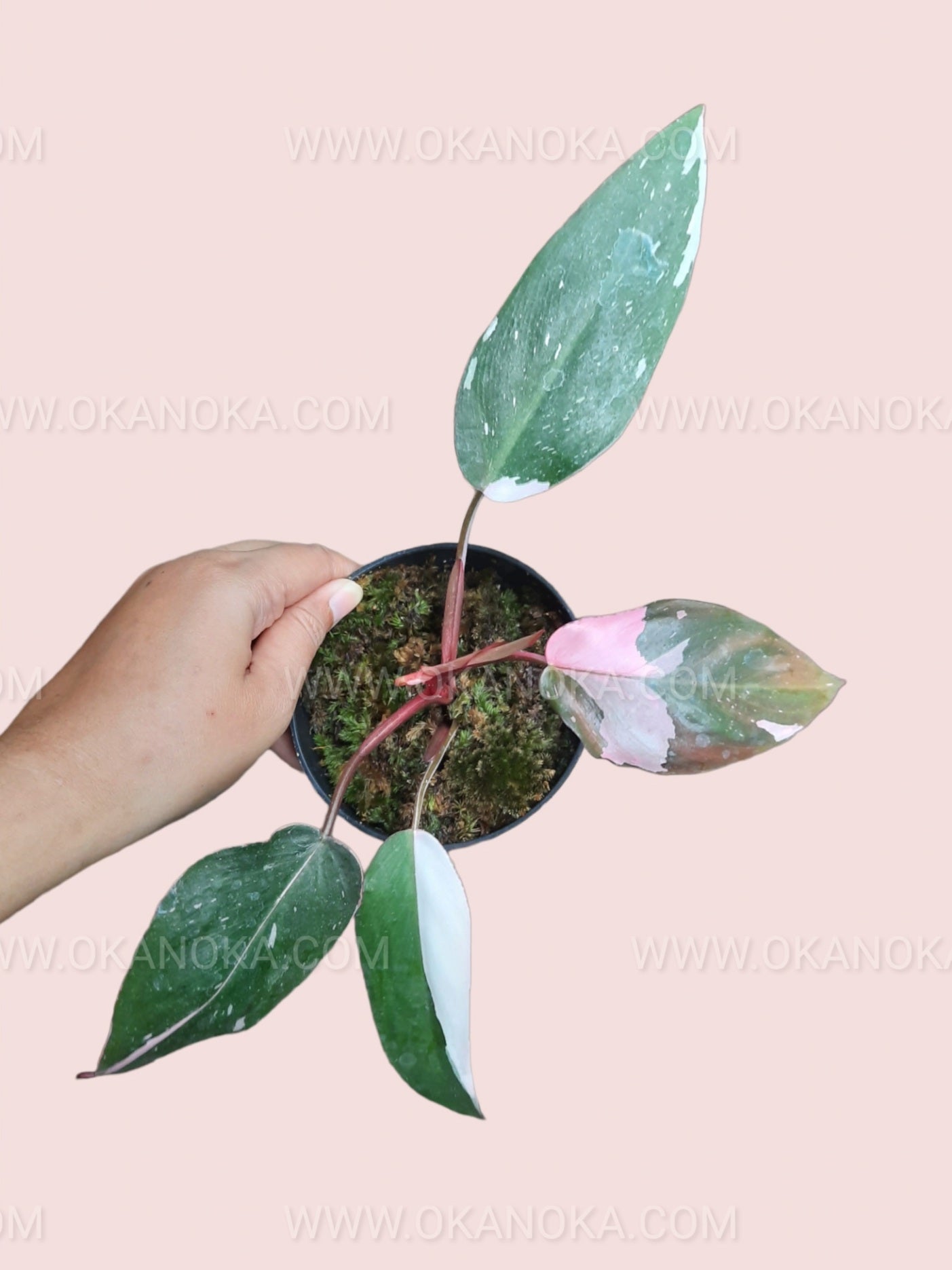 Hand holding a small Philodendron Pink Princess Medium with distinct pink streaks on leaves.