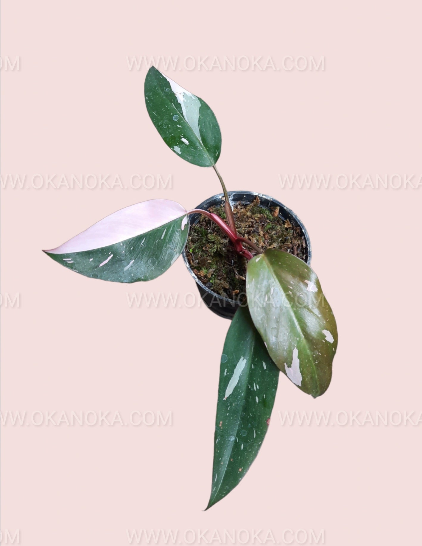Philodendron Pink Princess Medium in natural light with detailed leaf texture and coloration.
