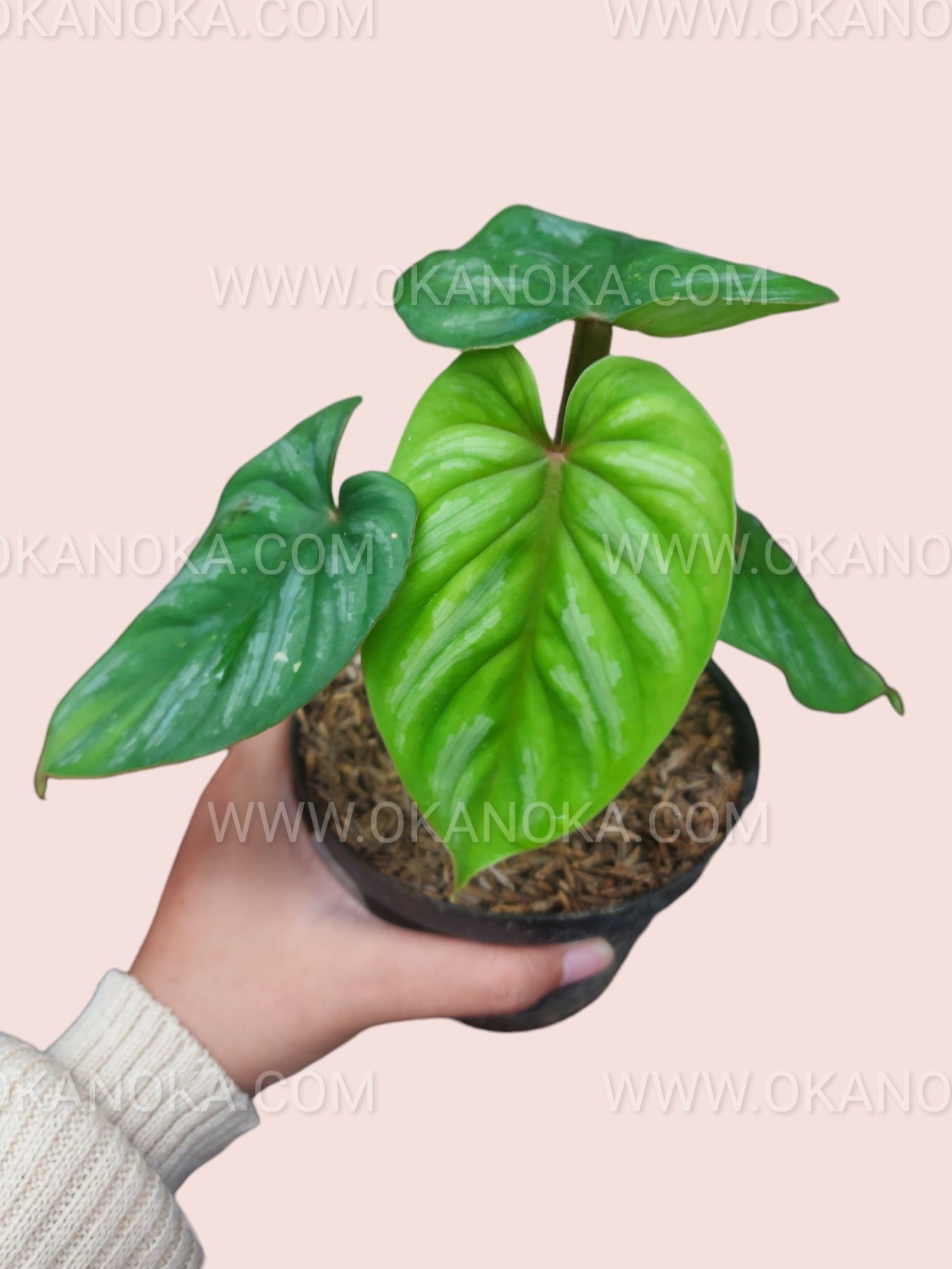 Close-up of a single leaf with blackish undertone and green veins.