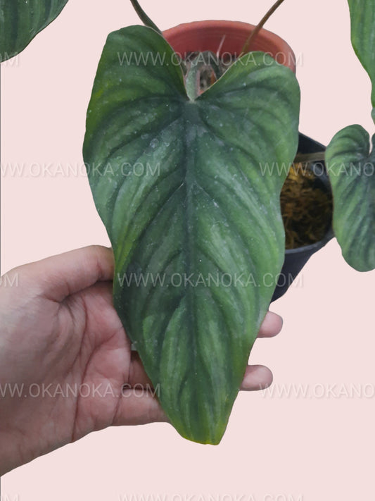 Top view of Philodendron Plowmanii Narrow Form showing elongated narrow leaves in a medium pot.