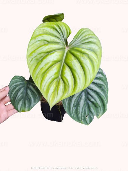 Plant held in hand, showing size and vibrant green leaves of the Philodendron Plowmanii Round Form.