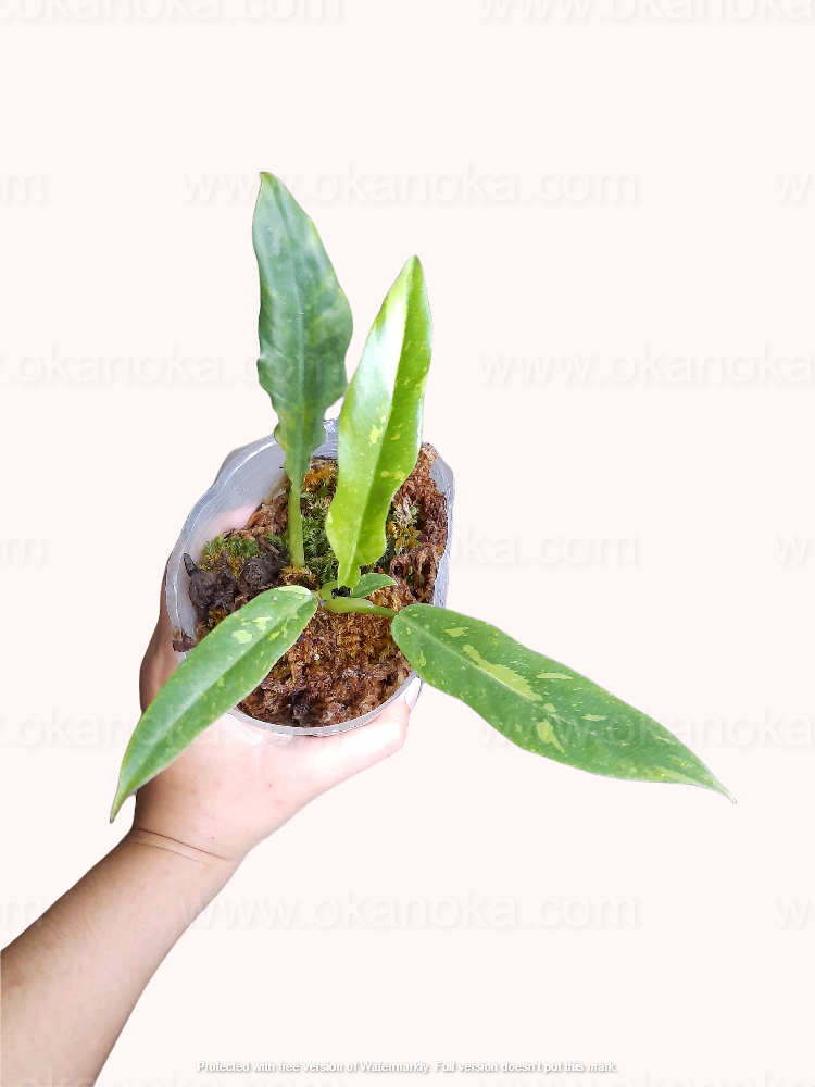 Side view of a potted Philodendron Ring of Fire with vibrant tropical foliage.