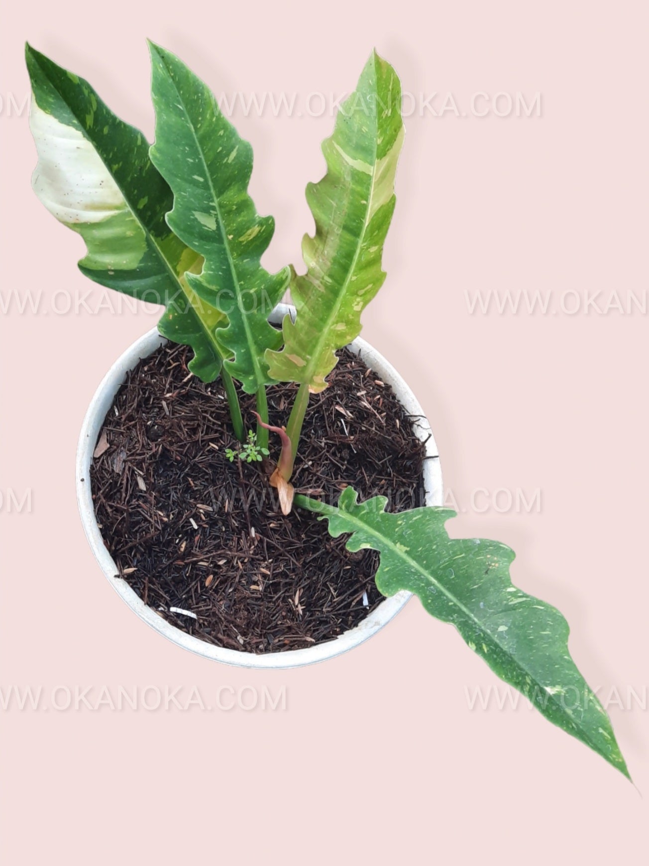 Healthy medium-sized Philodendron Ring of Fire with multiple variegated leaves in a pot.