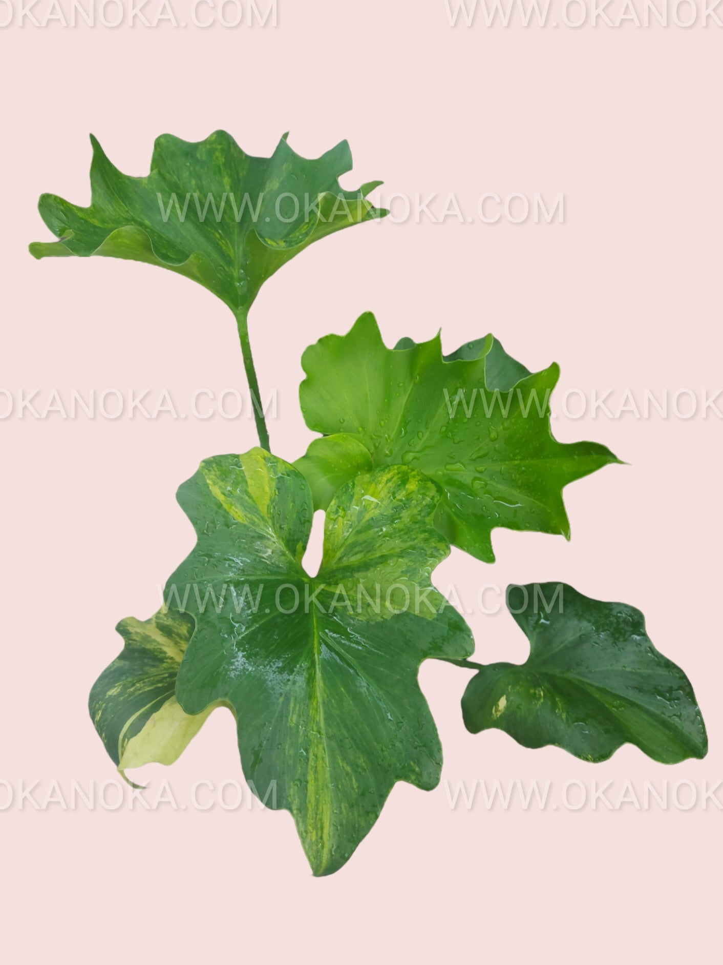 Philodendron Selloum Variegated – Okanoka