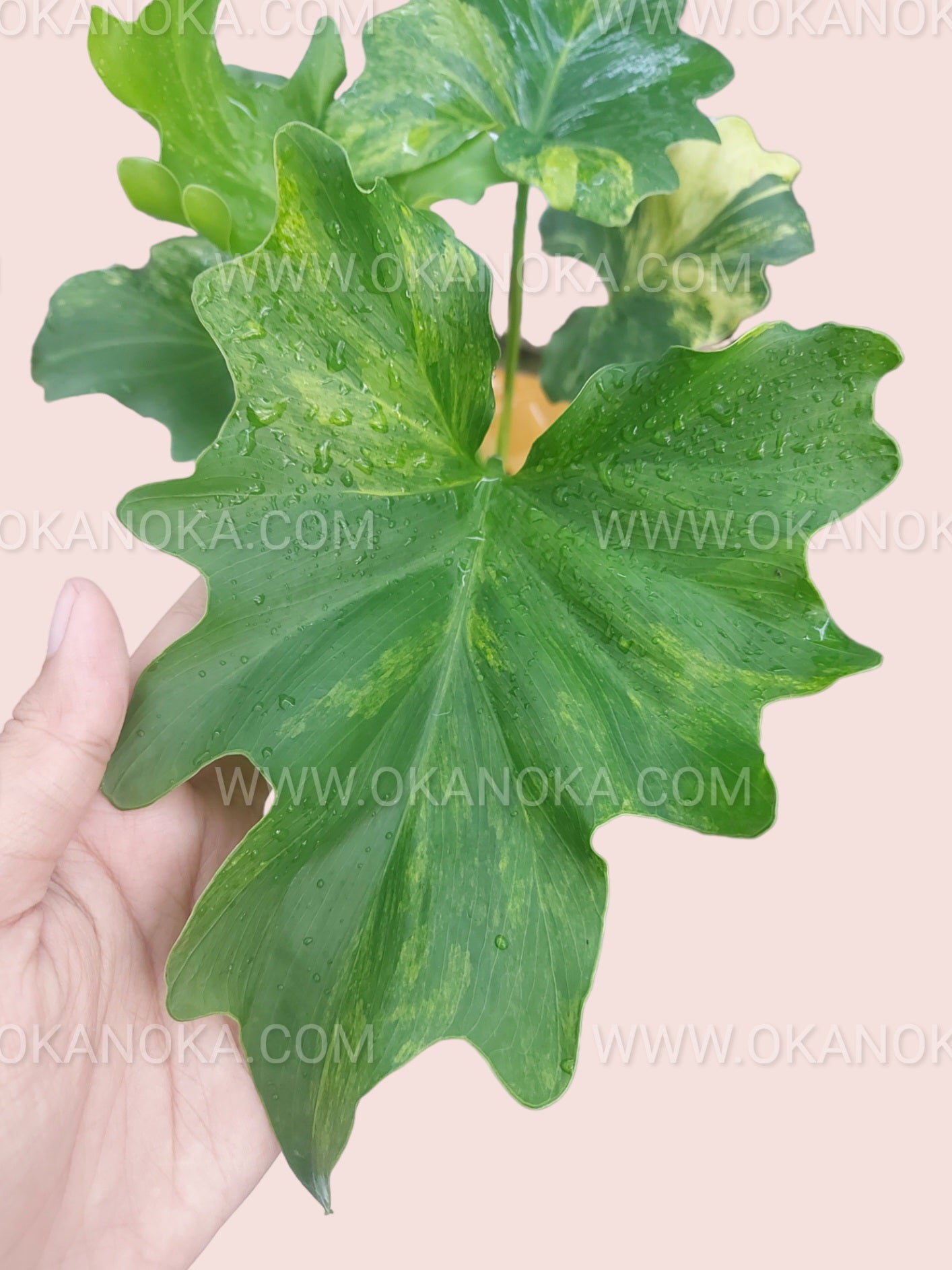 Hand holding a medium-sized Philodendron Selloum Variegated with vibrant green and white leaves.
