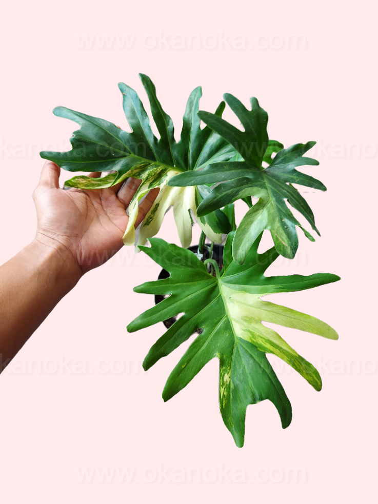 Hand holding leaves showing texture and color contrast of variegated plant.