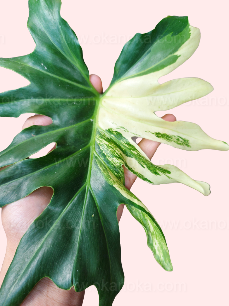 Young Philodendron Selloum Variegated in small pot, ready for indoor display.