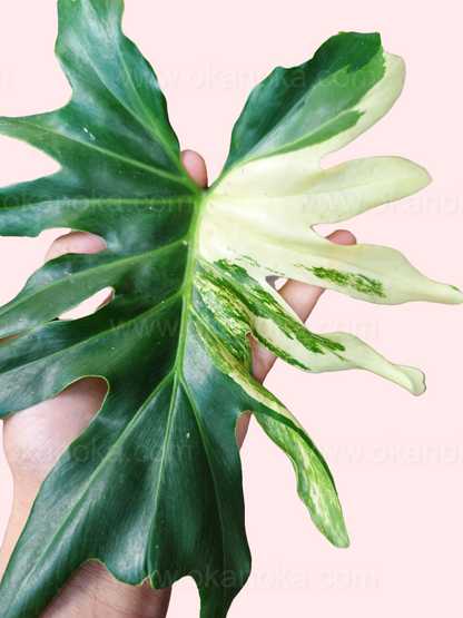 Young Philodendron Selloum Variegated in small pot, ready for indoor display.