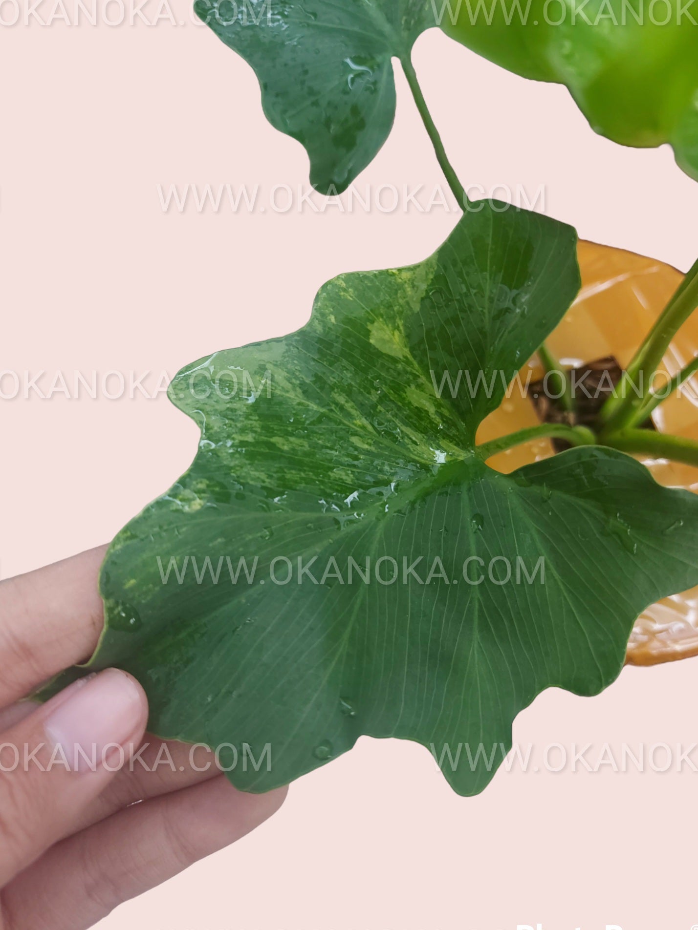 Philodendron Selloum Variegated – Okanoka