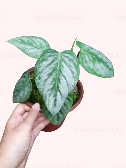 Top view of a healthy Philodendron Sodiroi with silver-marbled leaves held in hand over light background.