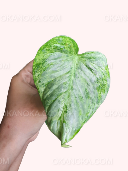 Indoor placement of Philodendron Sodiroi Variegated showcasing its vibrant foliage.