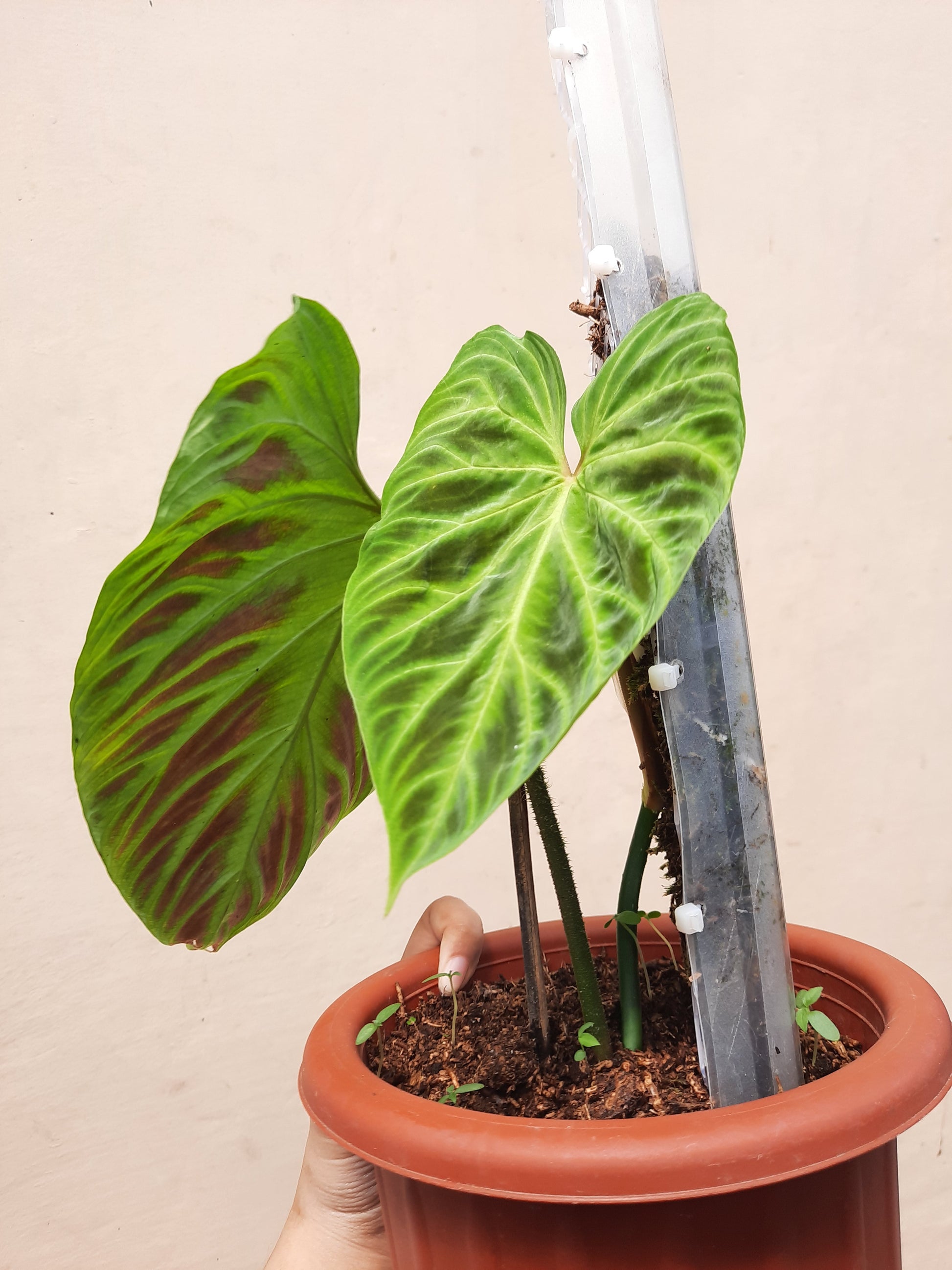 indoor philodendron verrucosum Philodendron Verrucosum – Okanoka
