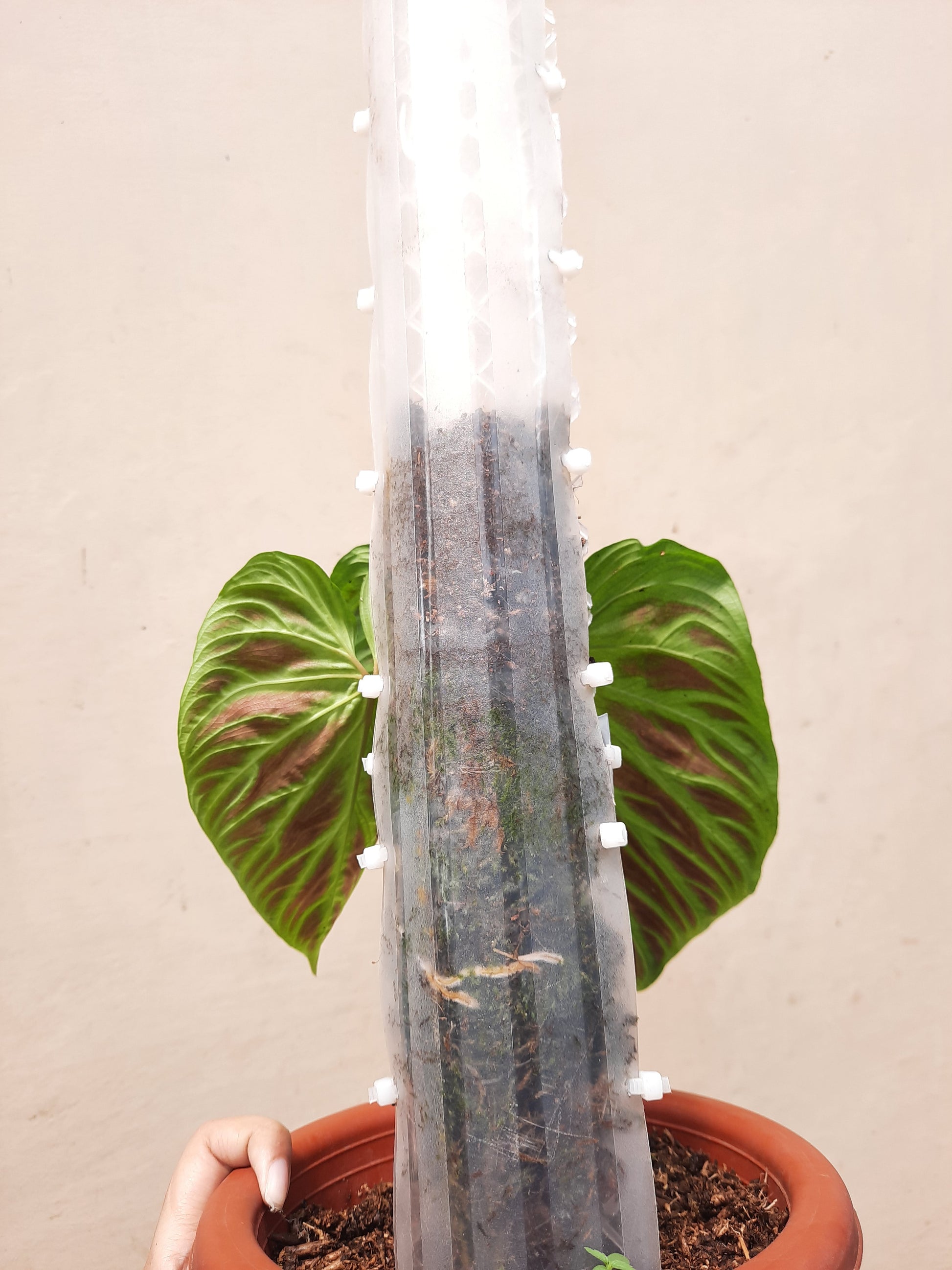 philodendron verru Philodendron Verrucosum – Okanoka
