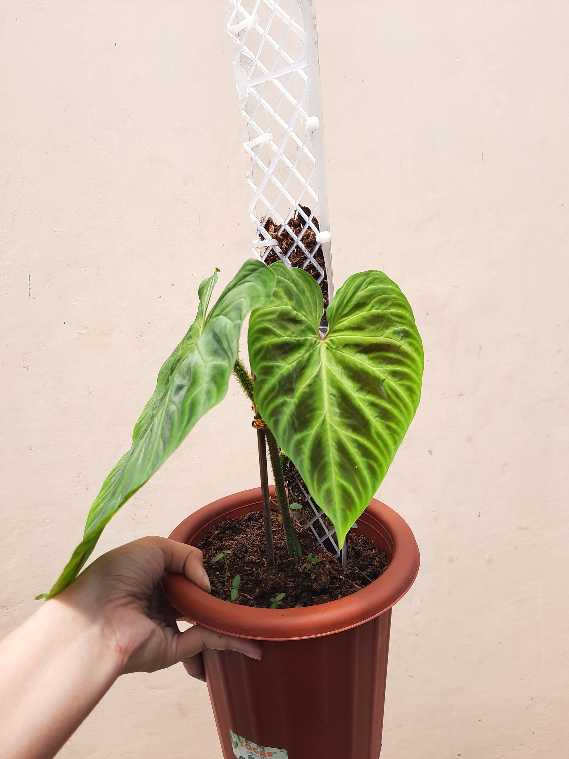philodendron verrucosum costa rica Philodendron Verrucosum – Okanoka